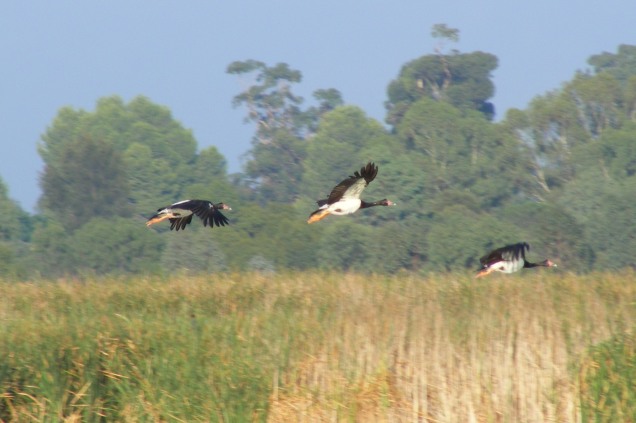 magpie geese flying at Fivebough Swamp