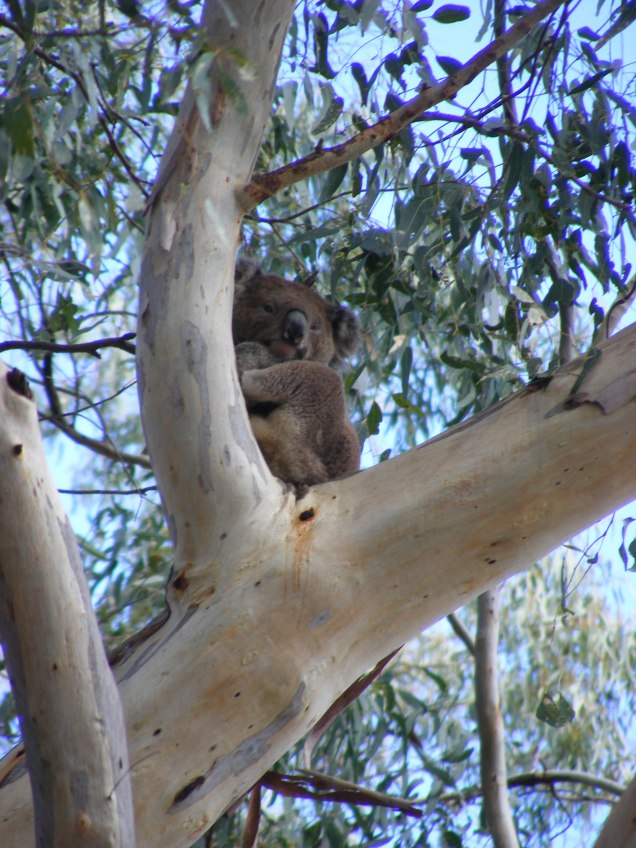 One of the koalas spotted at the 2017 Annual Koala Count held at Narrandera Common